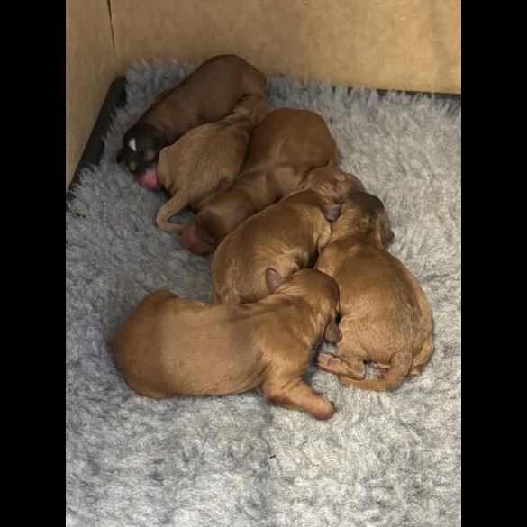 Cockapoo - Both