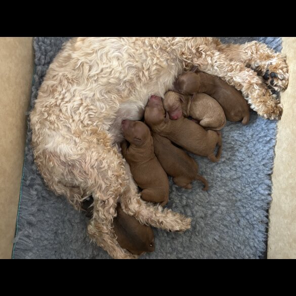 Cockapoo - Both