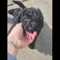 Toy Poodle