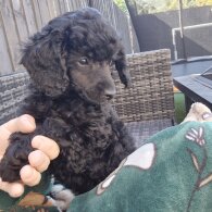 Toy Poodle