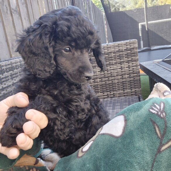 Toy Poodle