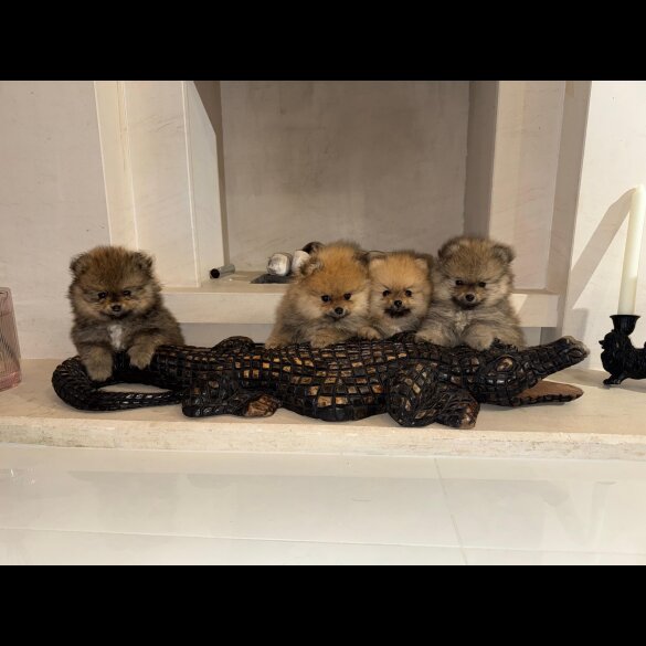 Pomeranian
