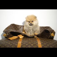 Pomeranian