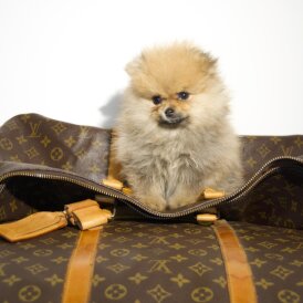 Pomeranian