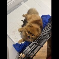 Pomeranian