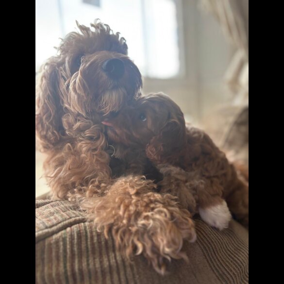 Cockapoo