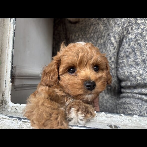 Cockapoo