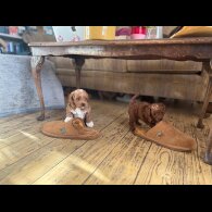 Cockapoo