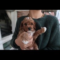 Cockapoo