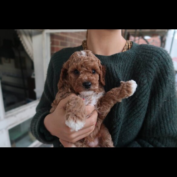 Cockapoo