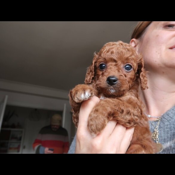 Cockapoo