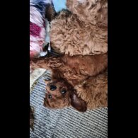 Cockapoo