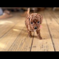 Cockapoo