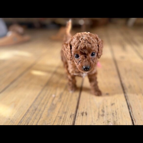 Cockapoo