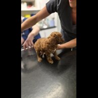 Cockapoo