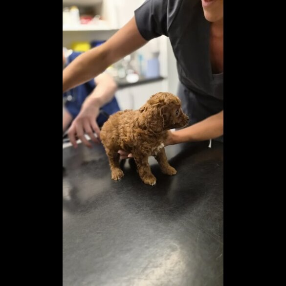 Cockapoo