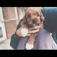 Cockapoo