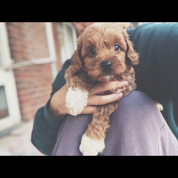 Cockapoo