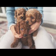 Cockapoo