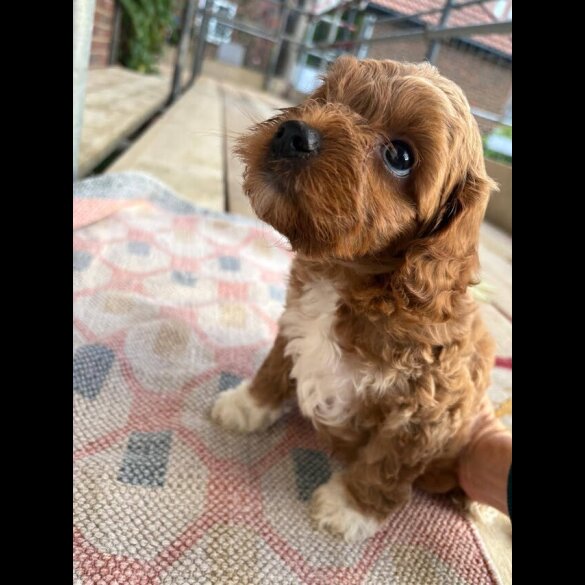 Cockapoo