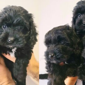 Cockapoo