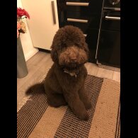 Labradoodle