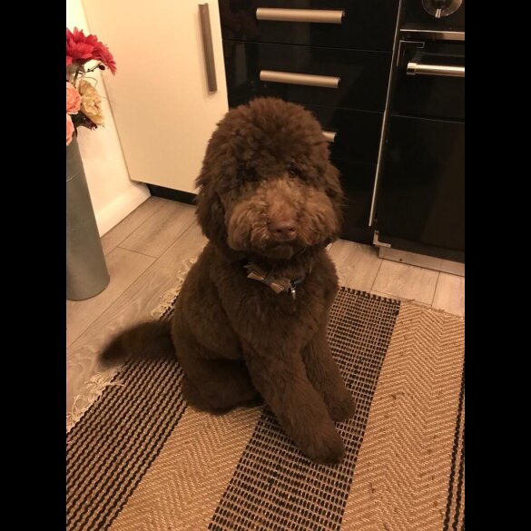 Labradoodle