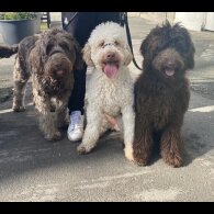 Labradoodle
