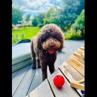 Labradoodle