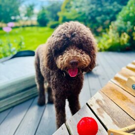 Labradoodle