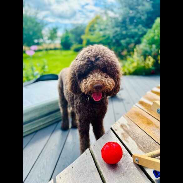 Labradoodle