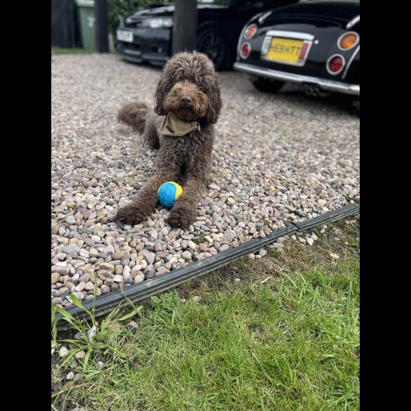 Labradoodle