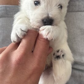 West Highland White Terrier