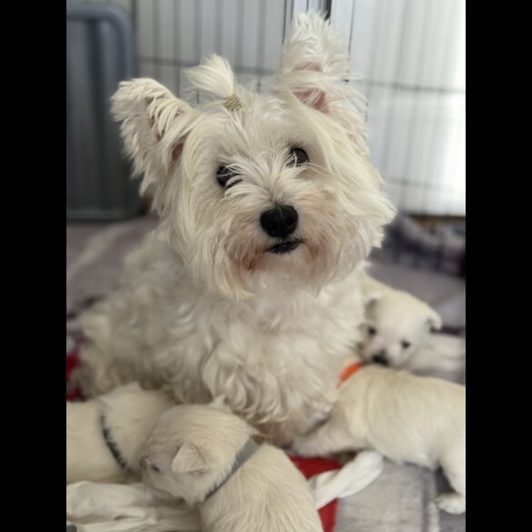 West Highland White Terrier