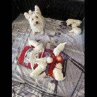 West Highland White Terrier