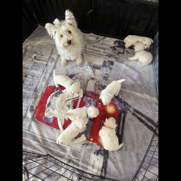 West Highland White Terrier