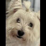 West Highland White Terrier