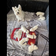 West Highland White Terrier