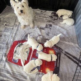 West Highland White Terrier