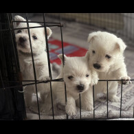 West Highland White Terrier