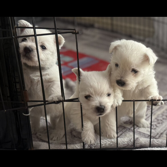 West Highland White Terrier