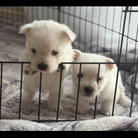 West Highland White Terrier