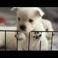 West Highland White Terrier