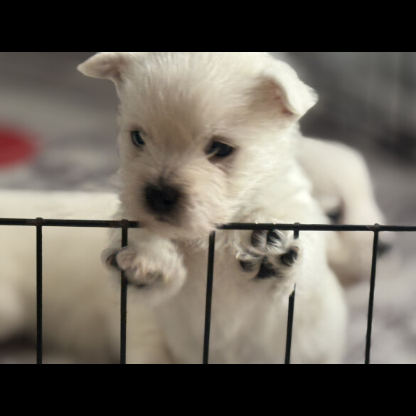 West Highland White Terrier