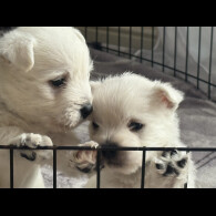 West Highland White Terrier