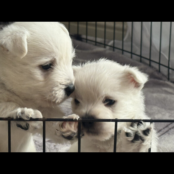 West Highland White Terrier