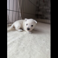 West Highland White Terrier