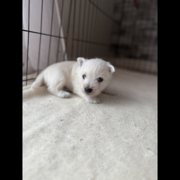 West Highland White Terrier