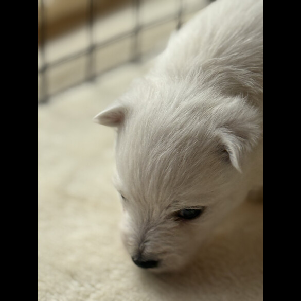 West Highland White Terrier