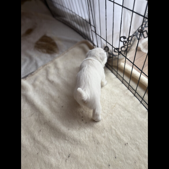 West Highland White Terrier